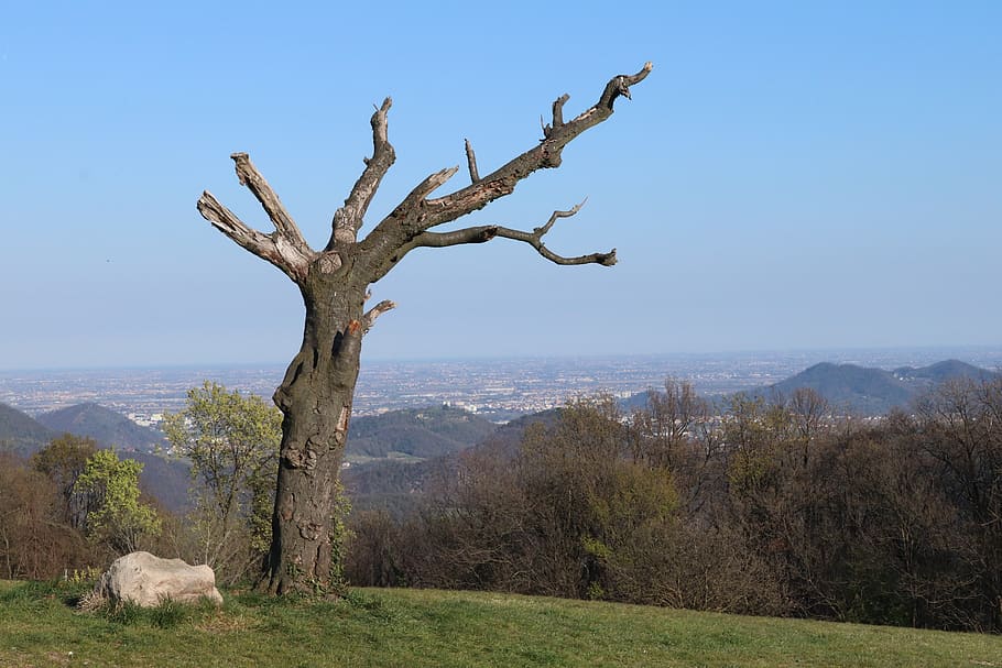 tree, plant, wood, tree trunk, nature, outdoors, field, grassland HD wallpaper