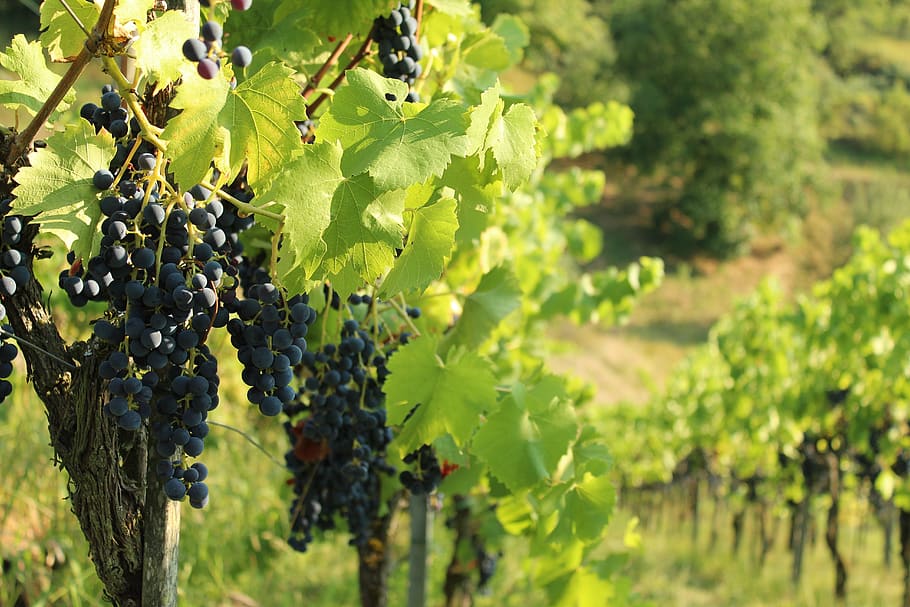 wine, vineyard, vines, grapes, wine berries, sun, summer, herb most HD wallpaper