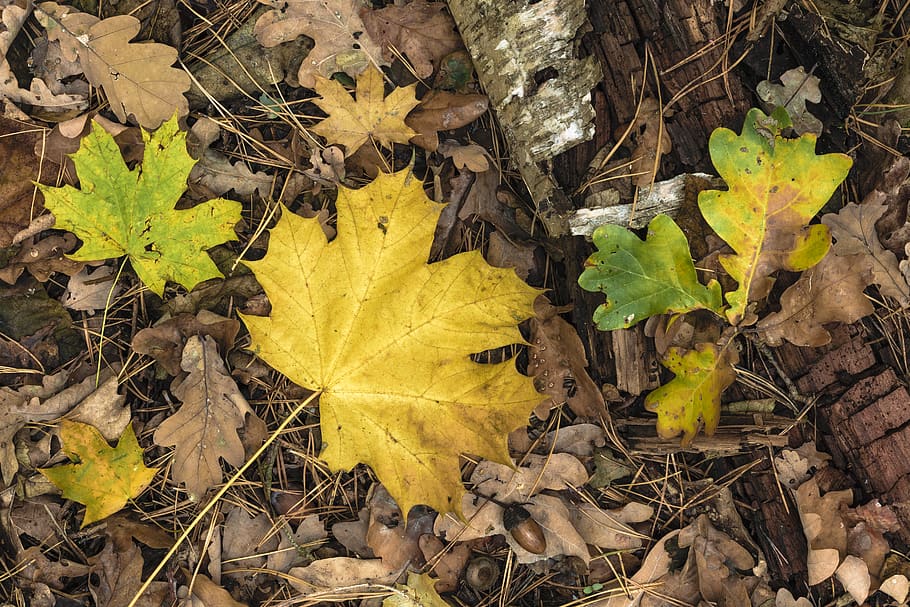 germany, berlin, buch, fall, maple, oak, leaf, tree, trunk HD wallpaper