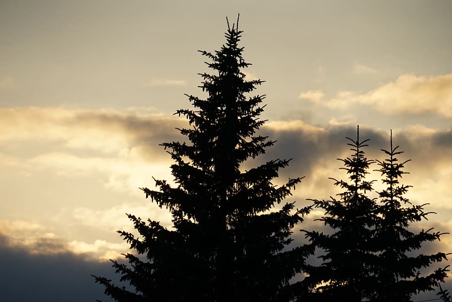 cloud, trees, sundown, sky, cloud - sky, plant, silhouette HD wallpaper