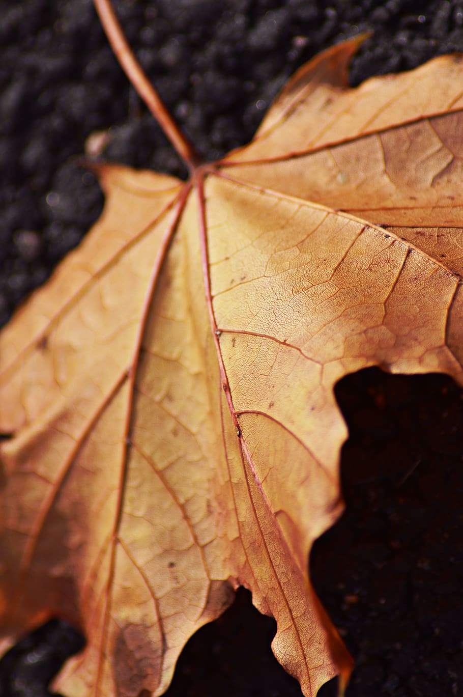 autumn, fall, tree, leaf, forest, plant part, change, dry, close-up HD wallpaper