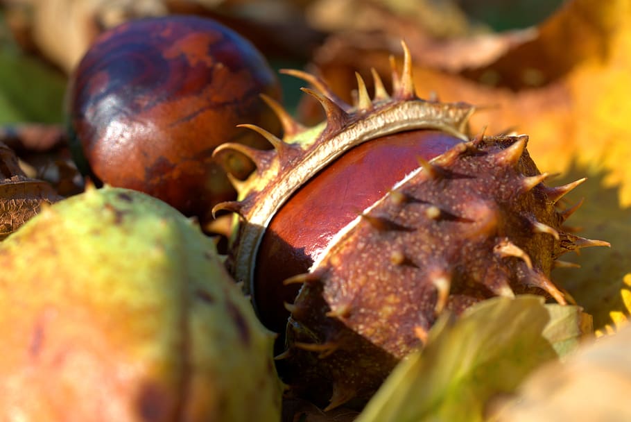 chestnut, autumn, leaf, shell, spur, nature, prickly, open, HD wallpaper