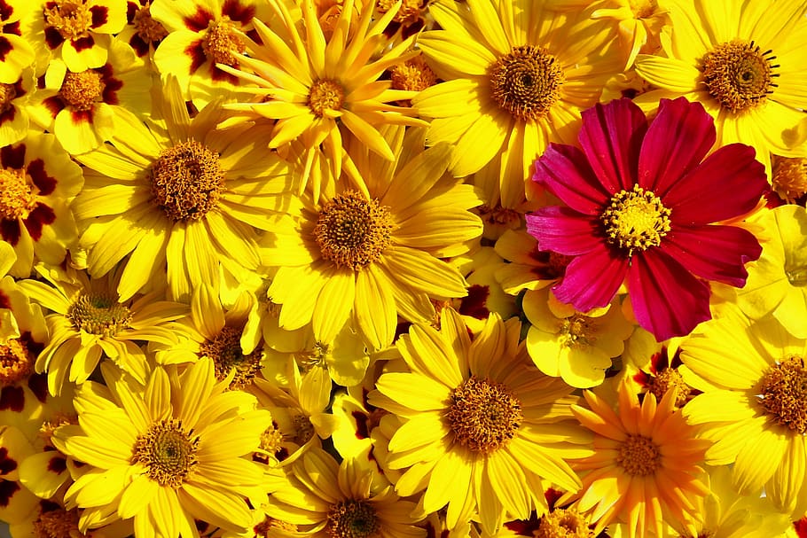 flowers, flora, summer, yellow, pink, greeting, greeting card HD wallpaper