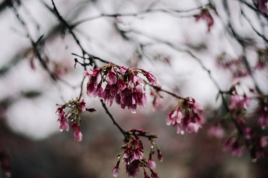 plant, flowering plant, freshness, tree, beauty in nature, branch HD wallpaper