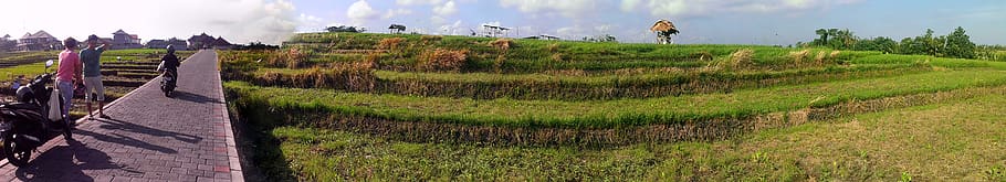 indonesia, ubud, plant, landscape, growth, sky, agriculture HD wallpaper