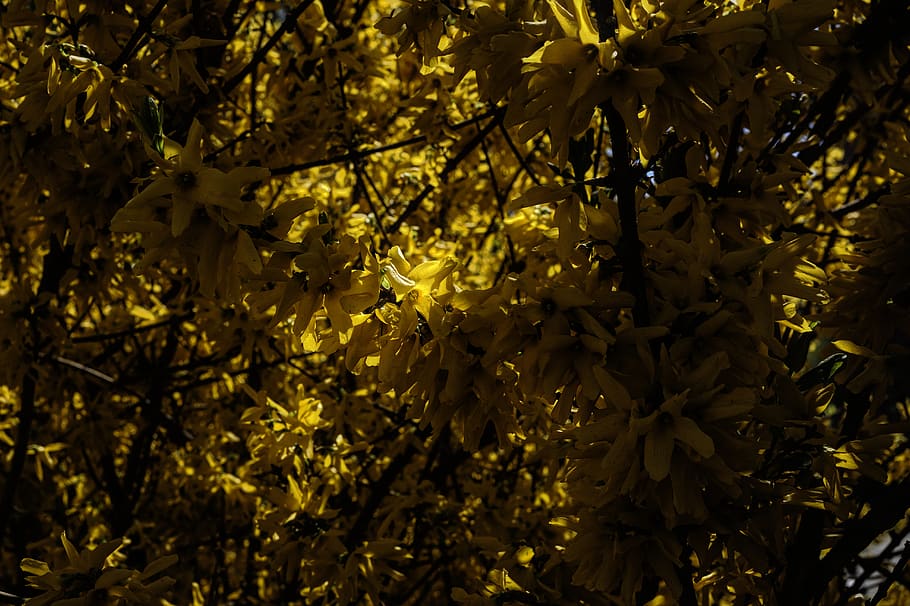 plant, flower, leaf, blossom, tree, asteraceae, daffodil, flowers HD wallpaper