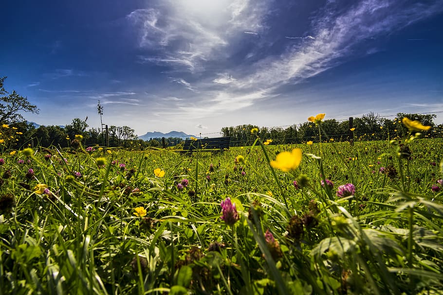 Bed Of Flowers, allgÃ¤u, Bavaria, bench, bloom, blossom, flora HD wallpaper