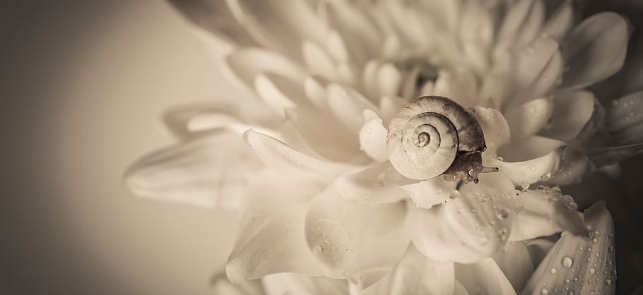 snail, flower, macro, beige, nature, spiral, garden, invertebrates HD wallpaper