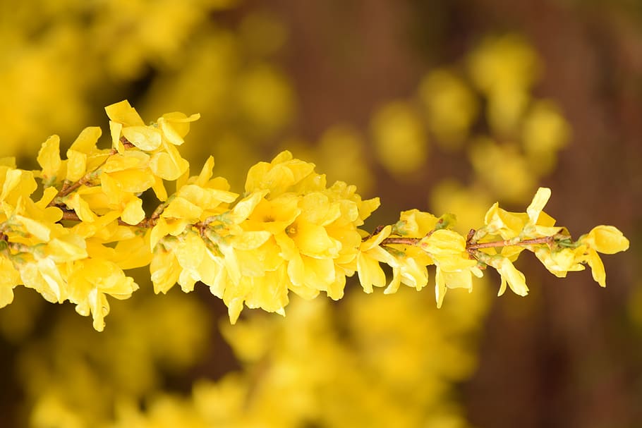 yellow, flower, spring, nature, tree, plant, gold, flowering plant HD wallpaper
