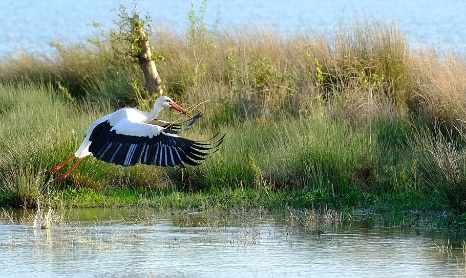 flight, stork, take off, nature, wings, dom, bird, water, plant HD wallpaper