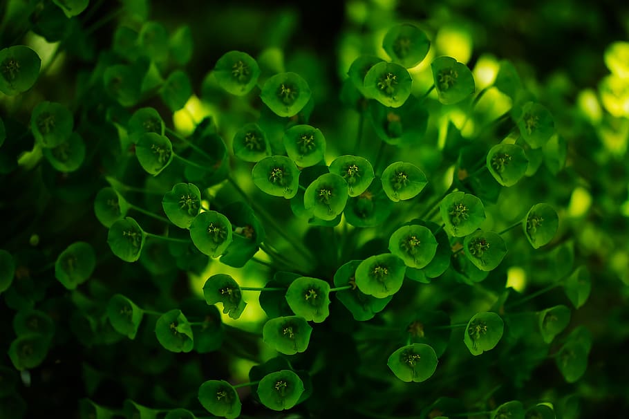 plant, nature, flower, spring, macro, close up, green, flora HD wallpaper