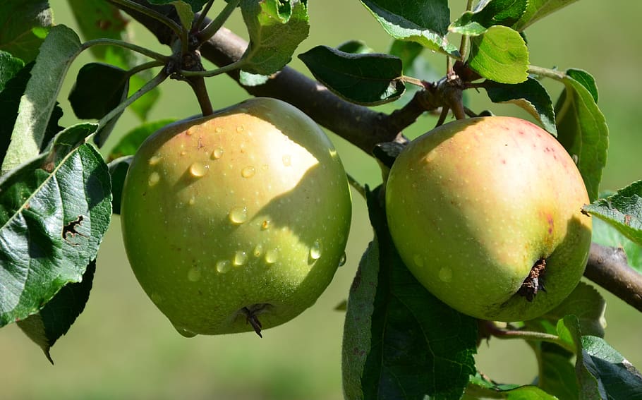 apple, drip, nature, fruit, food and drink, healthy eating HD wallpaper