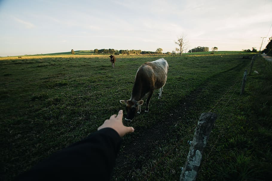 Person's Left Hand Reaching Out to White and Gray Cattle on Grass Field HD wallpaper