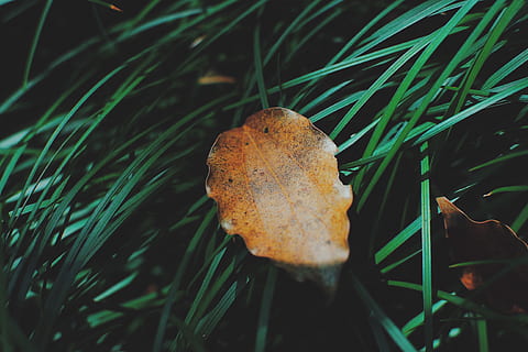 dried leaf, plant, tree, food, bread, fungus, vegetation, veins HD wallpaper