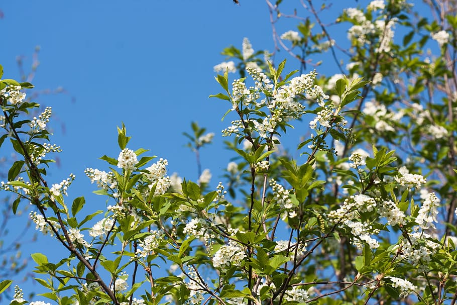 tree, spring, blossom, blooming, natural, day, flower, flowers HD wallpaper