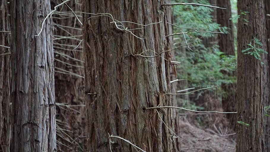 forest, texture, tree, plant, land, trunk, tree trunk, tranquility HD wallpaper