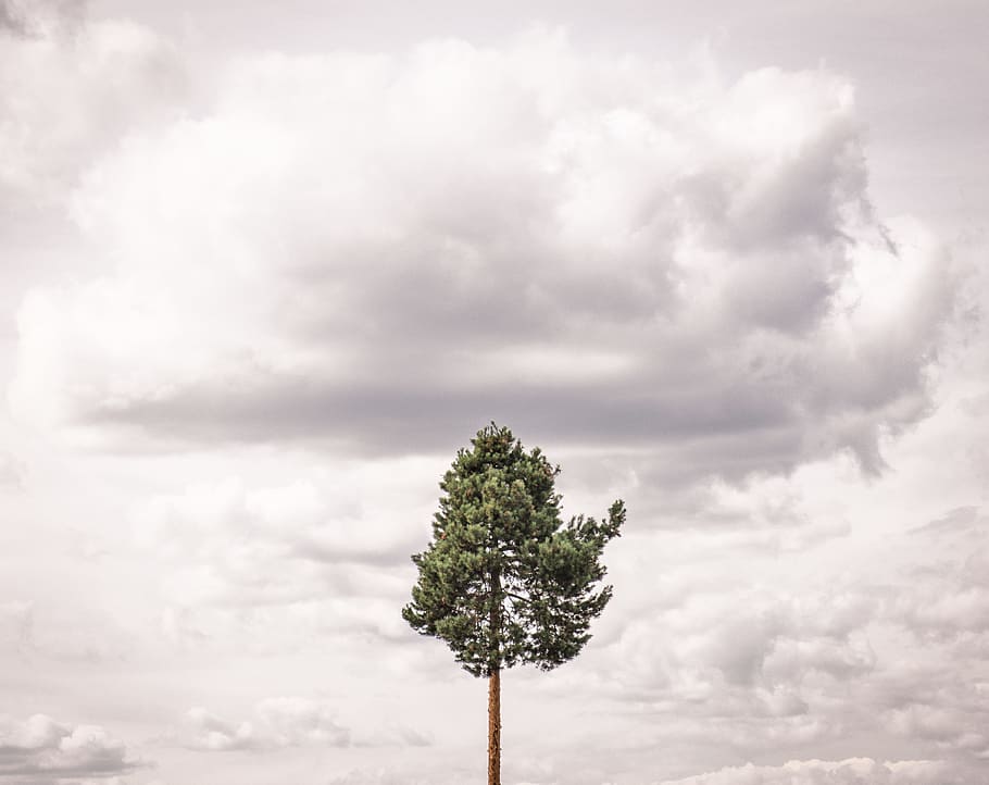 green tree under white clouds, travel, single tree, plant, nature HD wallpaper