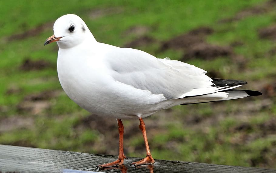 web, seagull, water, bird, white, feather, fence, animal themes HD wallpaper