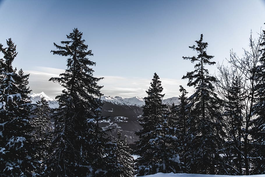 pine trees during daytime, plant, winter, sky, cold temperature HD wallpaper