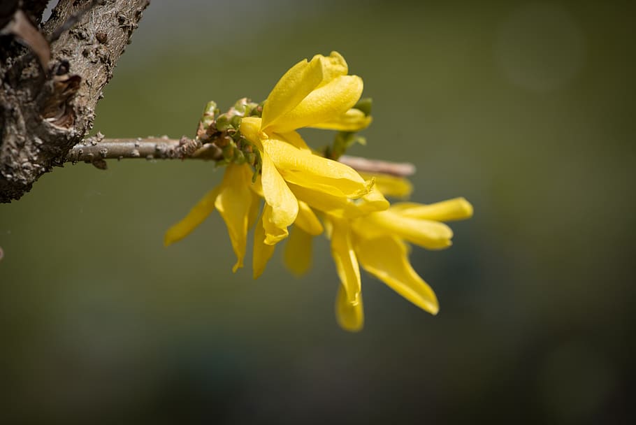 flowers, tree, branch, yellow, spring, bloom, nature, close up HD wallpaper