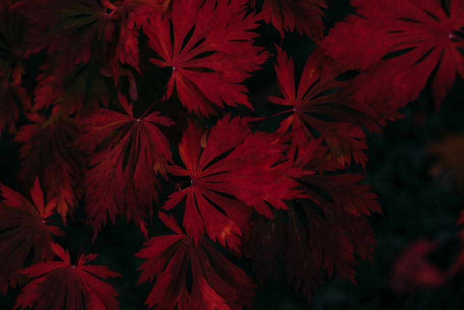 leaf, dark, vignette, nature, outdoor, moody, autumn, fall HD wallpaper