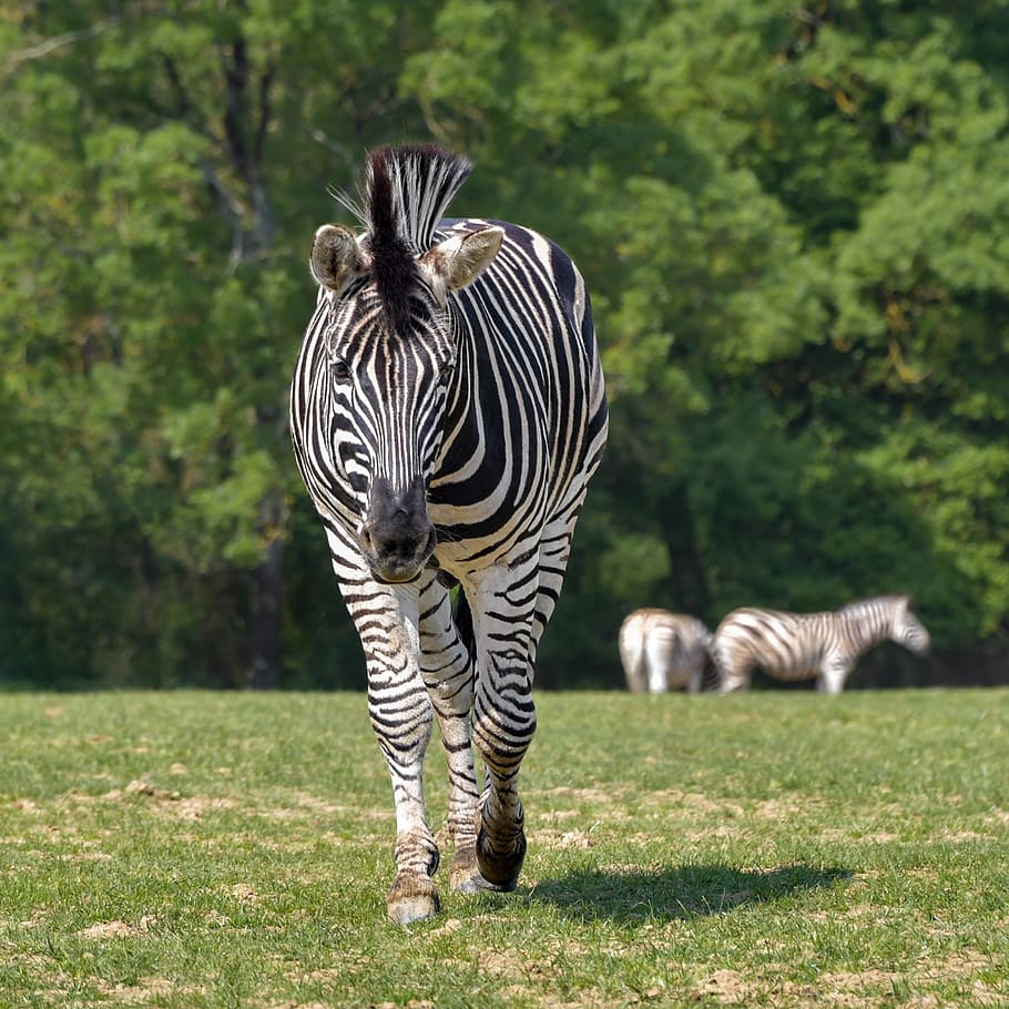 zebra, walk, equine, stripe, animal, green, striped, animal themes HD wallpaper