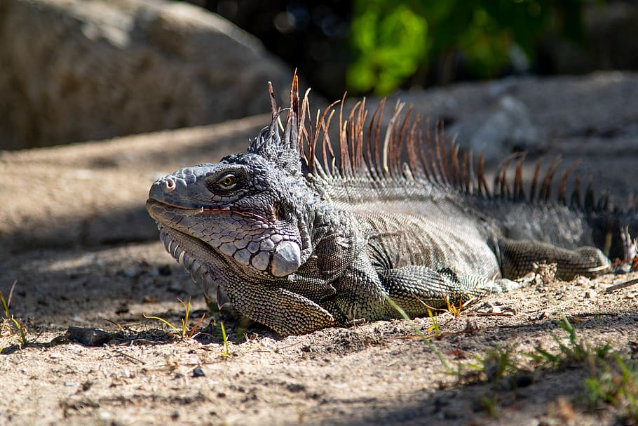 gray iguana during daytime, reptile, lizard, animal, gecko, ground, HD wallpaper