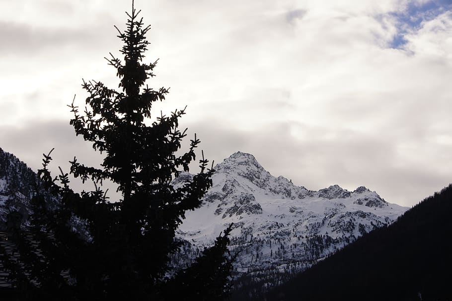 trees and mountain, plant, abies, fir, conifer, nature, outdoors HD wallpaper