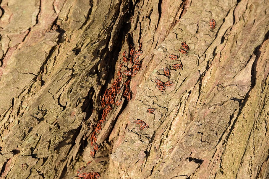 beetle, tree, spring, ladybug, insect, nature, hell, red, live HD wallpaper