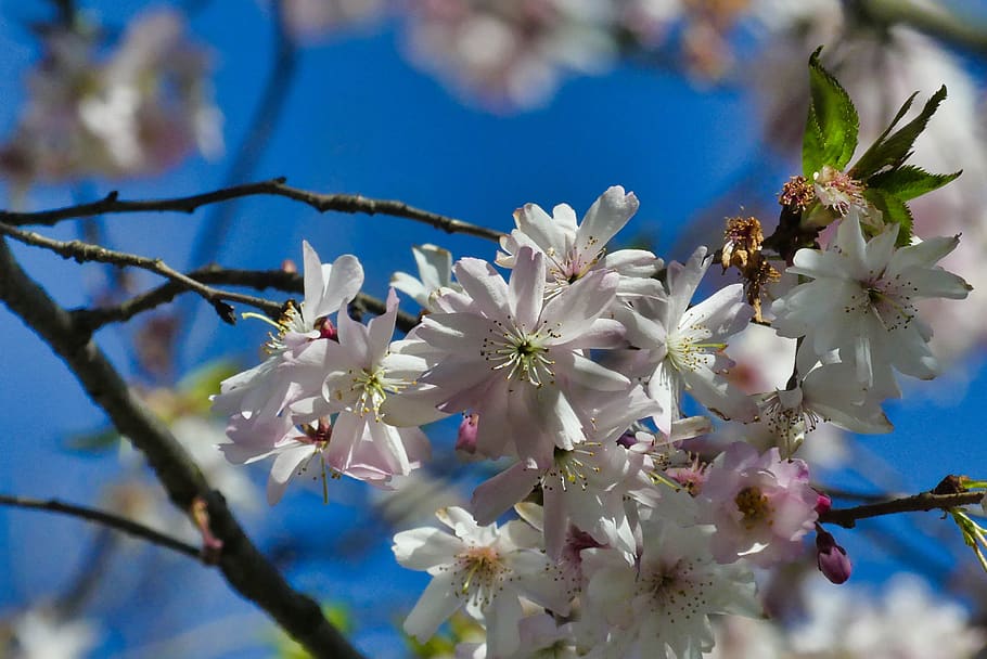 spring, flower, nature, beauty, blooming, plant, flowering plant HD wallpaper