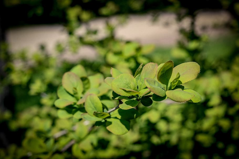 ukraine, odesa, branch, green, tree, macro, nature, leaves HD wallpaper