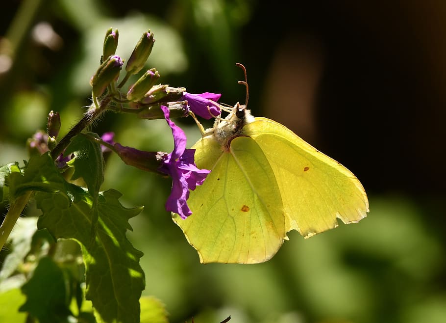butterfly, insect, yellow, spring, pollination, nature, flight HD wallpaper