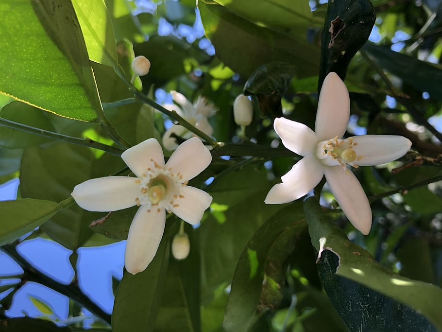 tree, orange, blossoms, plant, flowering plant, growth, beauty in nature HD wallpaper