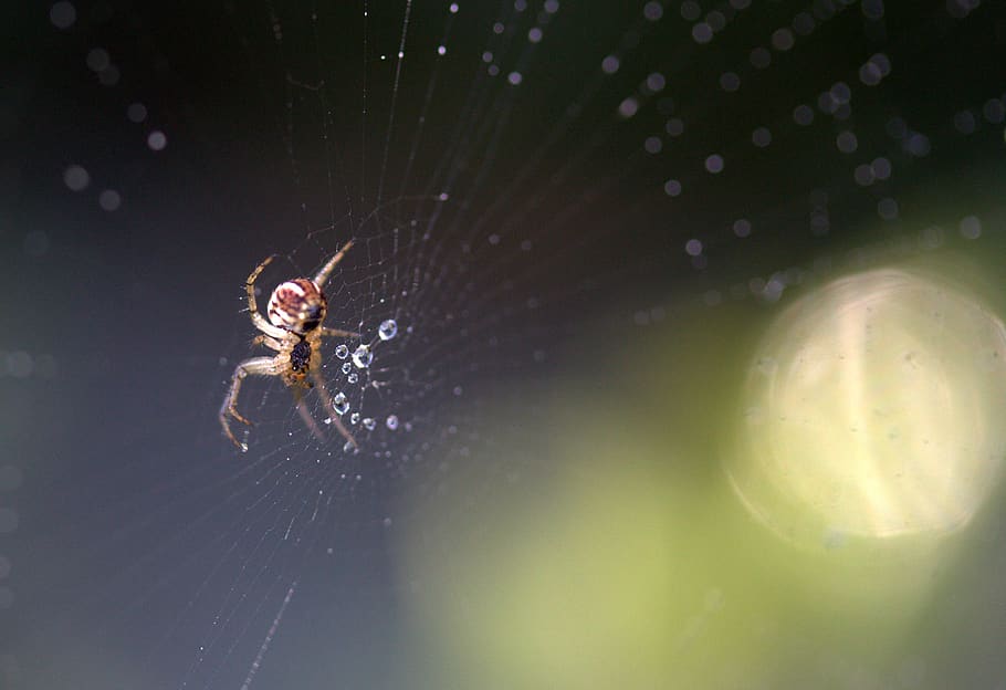 Macro Photography of Brown Spider on Web, blur, close-up, dew HD wallpaper