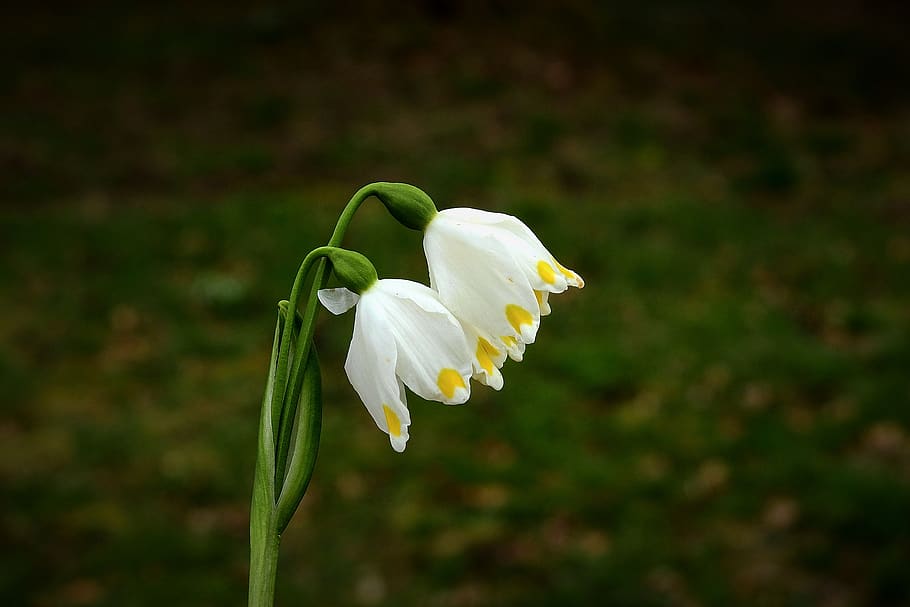 snowdrops, para, white, spring, snow white, flowers, plant HD wallpaper