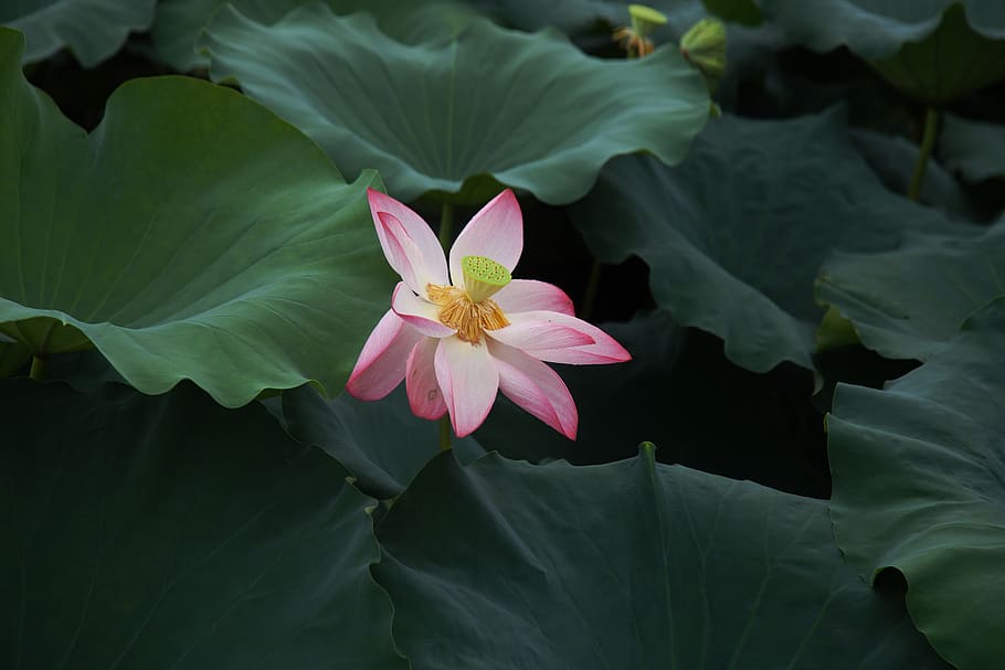 flower, flowering plant, petal, beauty in nature, freshness HD wallpaper