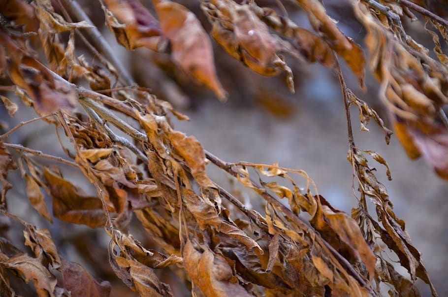 red leaf, texture, autumn, nature, leaves, pattern, orange HD wallpaper