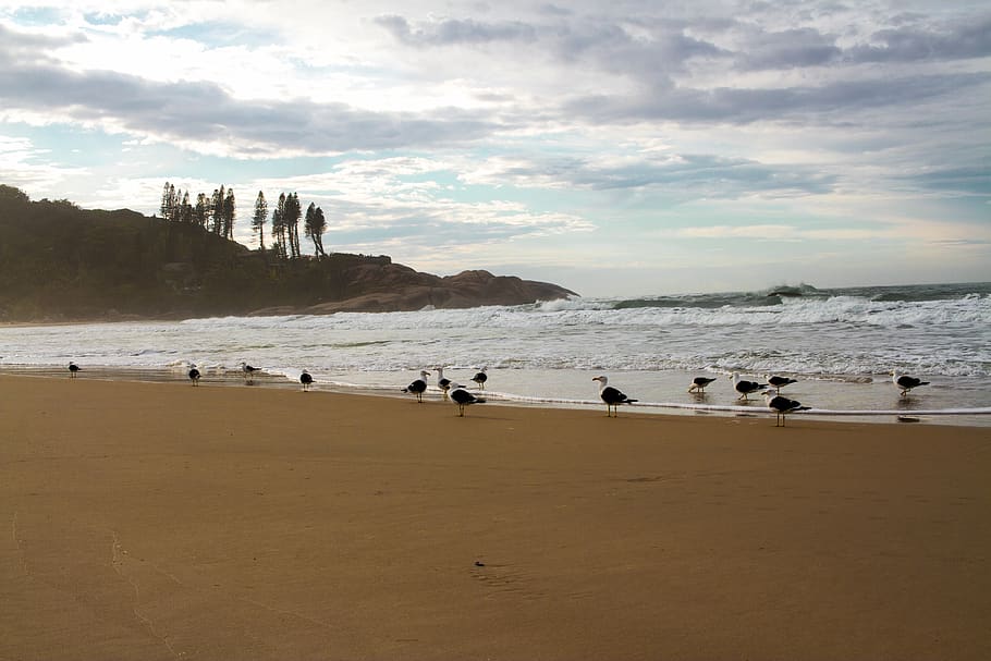 sky, beach, mar, birds, water, sea, land, scenics - nature HD wallpaper