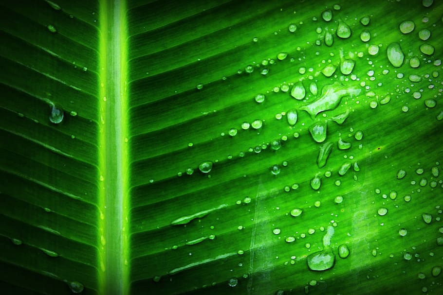 Green Banana Leaf With Substance of Clear Liquid, close-up, color