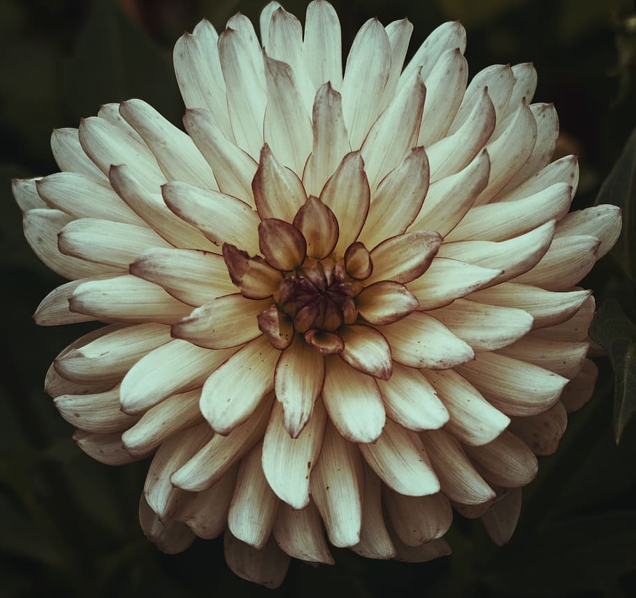 flower-dahlia-garden-petals.jpg