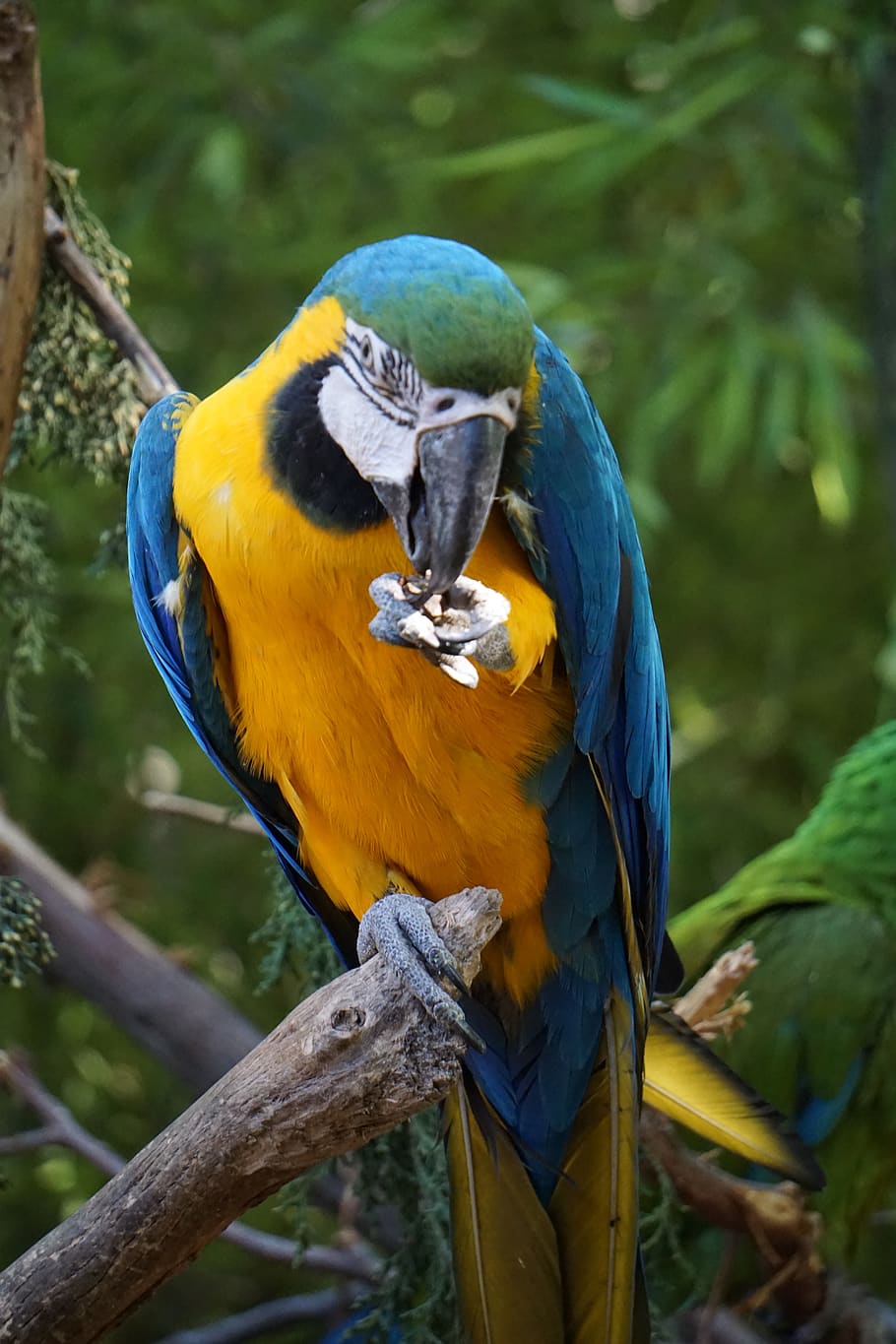 parrots, parakeets, birds, animals, perico, plumage, pen, ave HD wallpaper