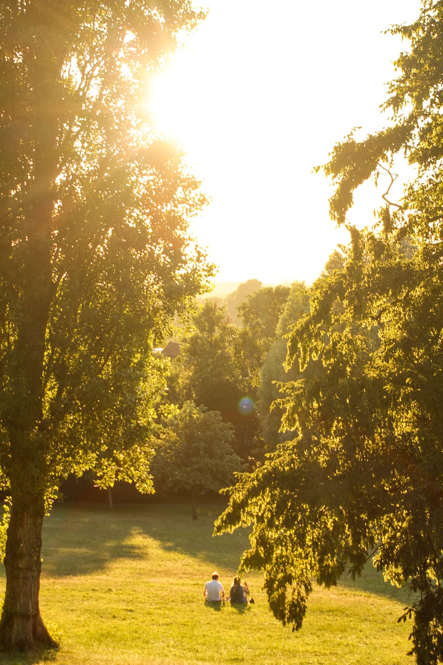 love, summer, nature, date, sun, trees, london, plant, tranquility HD wallpaper