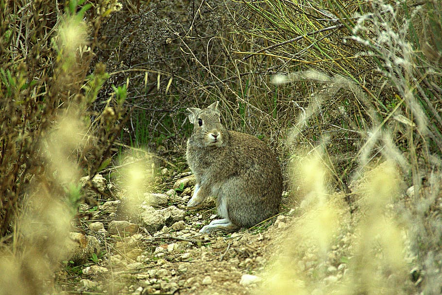 nature, mount, rabbit, autumn, mammal, fear, animal wildlife HD wallpaper