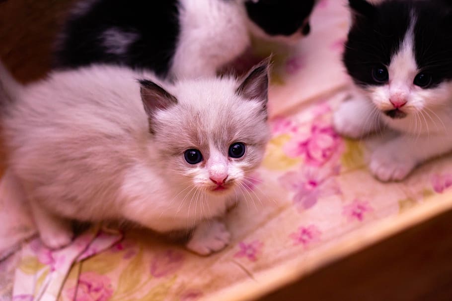 cat, kitten, feline, domestic, animal themes, pets, mammal HD wallpaper