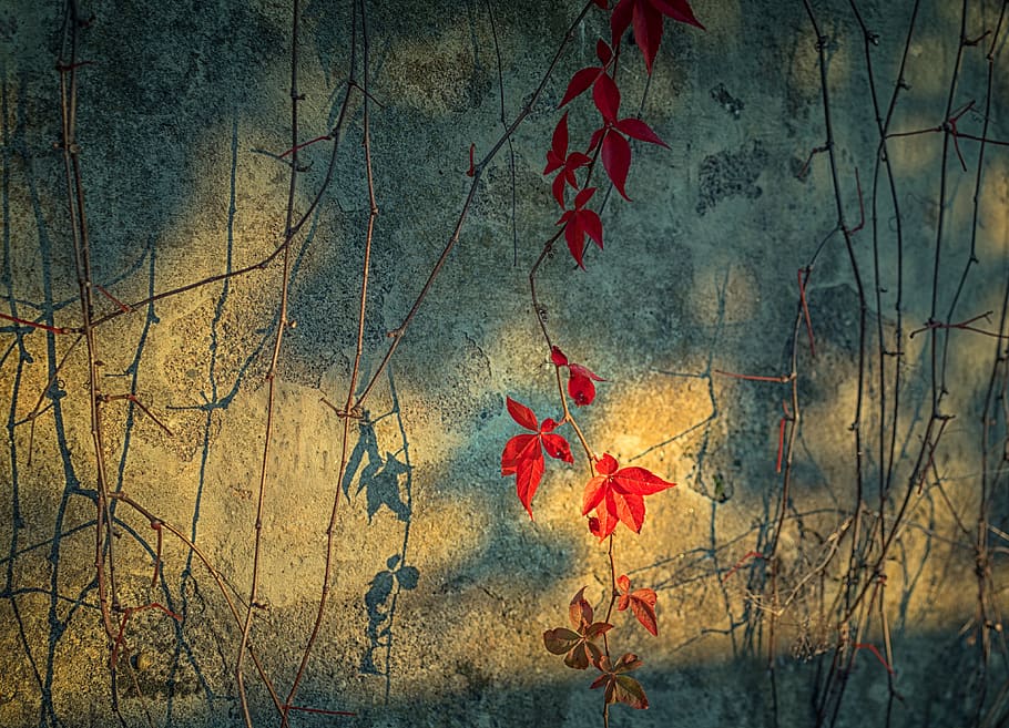 background, wallpaper, fine, artistic, chain, composition, red HD wallpaper