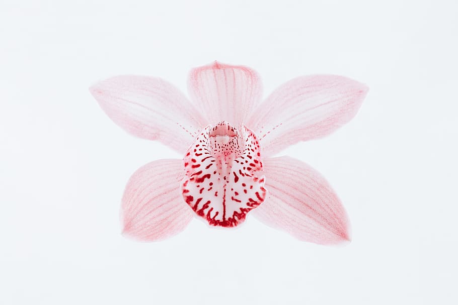 red petals, flower, plant, blossom, orchid, anther, anemone, pink HD wallpaper