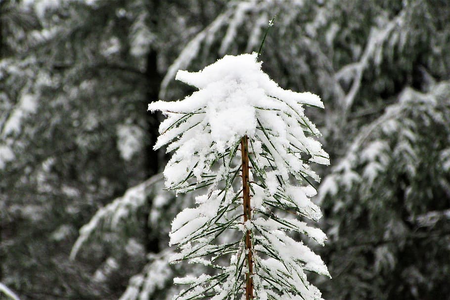 conifer, grow, forest, natural, winter, pattern, softwood, landscape HD wallpaper