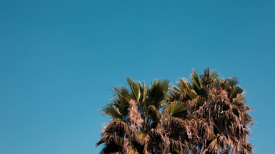 mexico, leon, green, tree, sky, blue sky, palm, copy space HD wallpaper