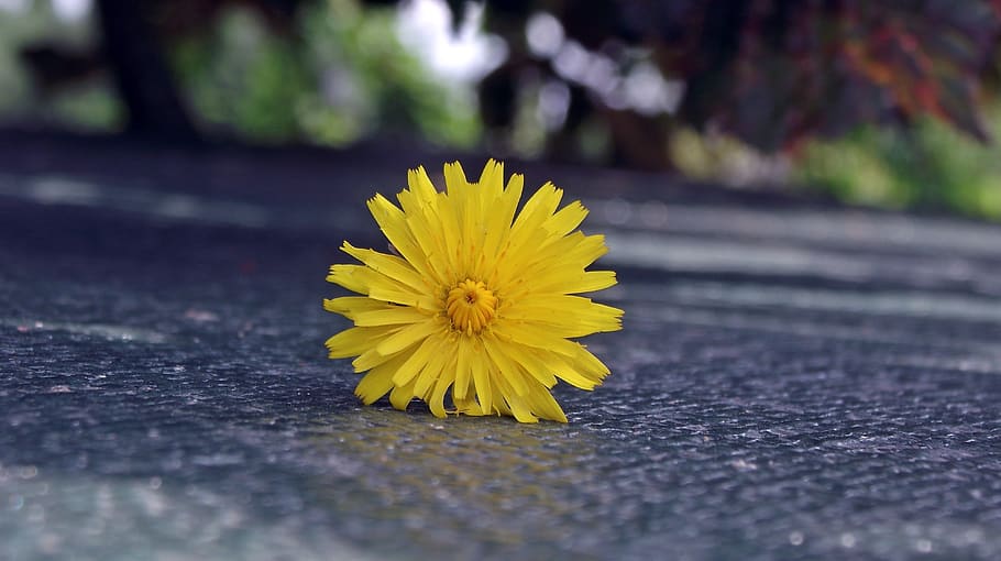 flower, yellow, summer, garden, the petals, nature, macro, decoration HD wallpaper