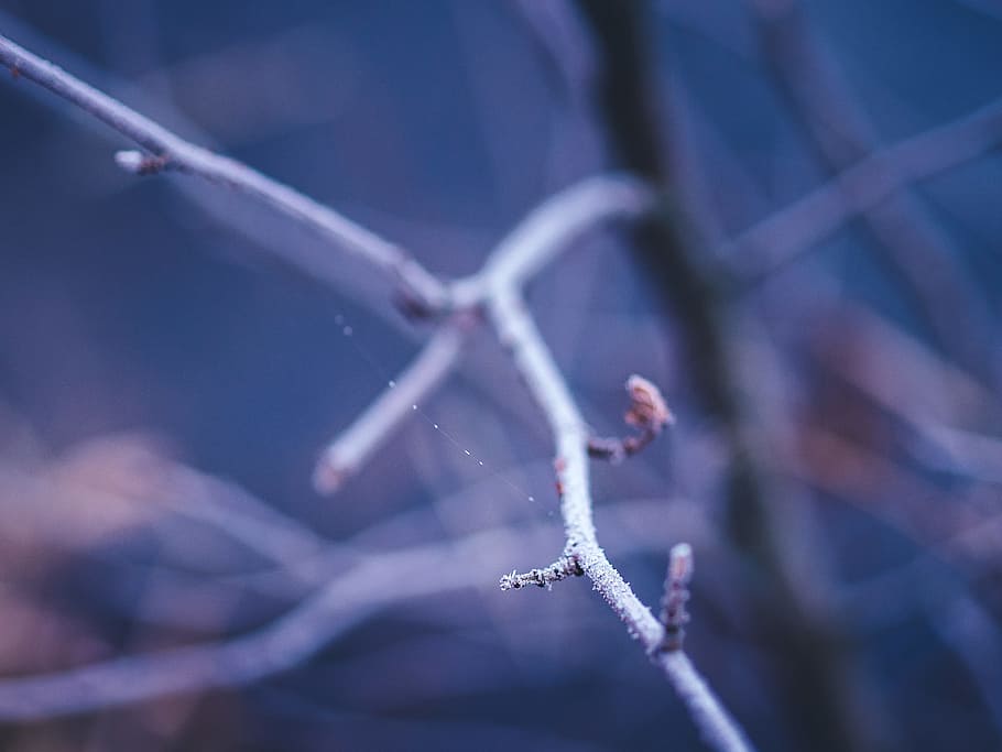 frost, cold, winter, trees, branches, nature, cold temperature HD wallpaper